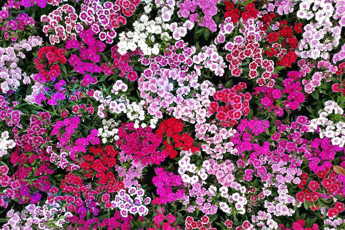 Una imagen horizontal de primer plano de una plantación masiva de rosas chinas multicolores que crecen en el jardín.
