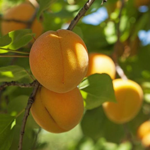 Un primer plano de la fruta de la variedad 'china' de Prunus armeniaca, la fruta de color amarillo brillante contrasta con el follaje verde bajo el sol filtrado.