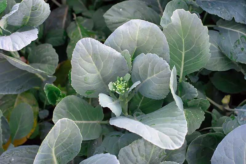 Una imagen horizontal de cerca del brócoli chino que crece en el jardín con la cabeza empezando a desarrollarse.