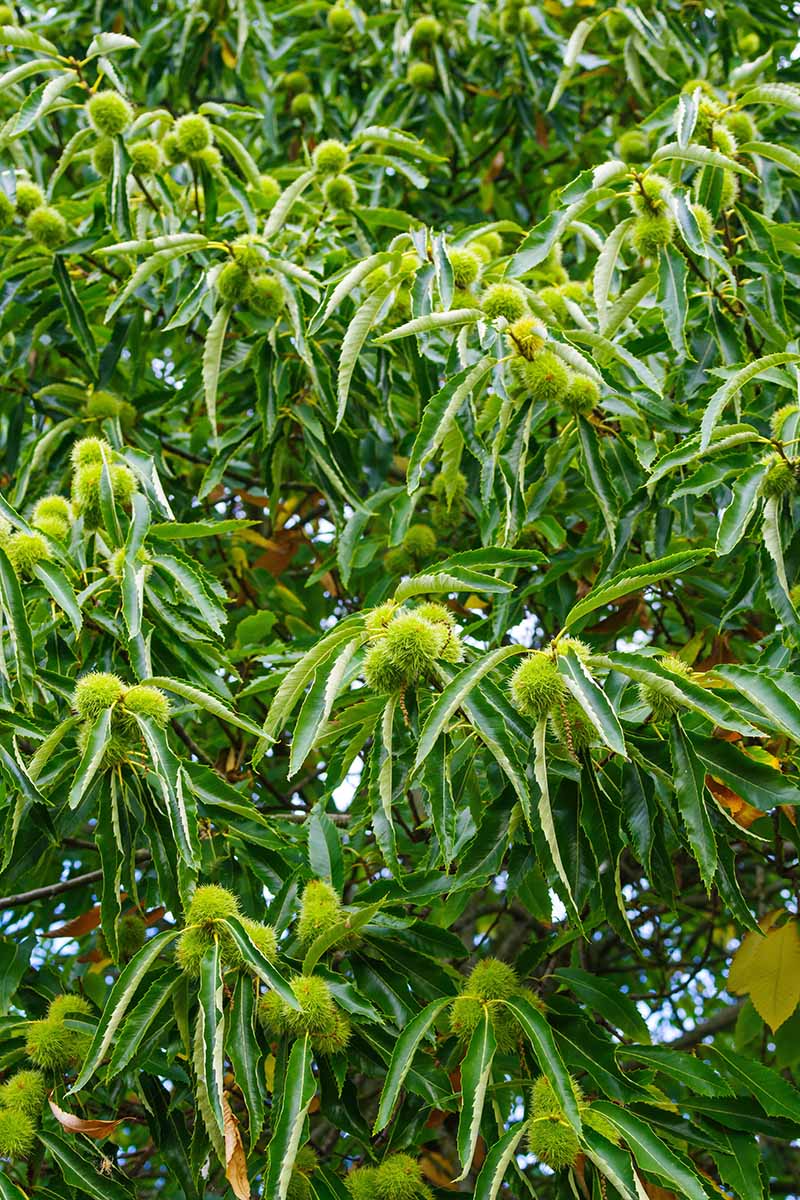 Una imagen vertical de cerca de un castaño dulce con frutos que empiezan a desarrollarse en las ramas.