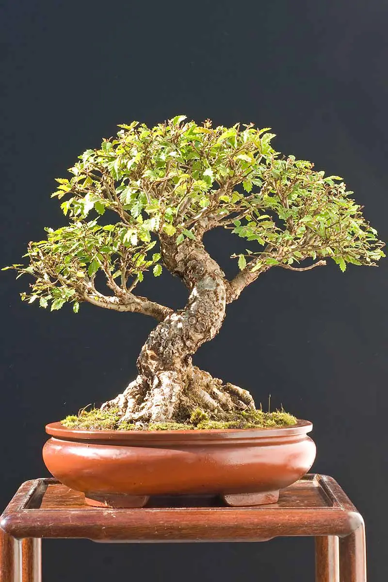 Una imagen vertical de primer plano de un bonsái de olmo chino que crece en una olla pequeña sobre un soporte de madera en un fondo oscuro y suave.