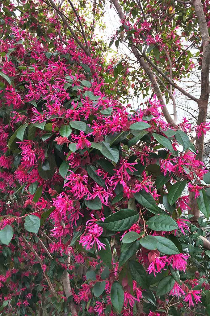 Un hamamelis chino está creciendo con sus flores rosadas brillantes que constituyen la mayor parte de la cubierta que se ve.  Las hojas de color verde oscuro combinadas con las de los pétalos de flecos crean una hermosa exhibición para cualquier jardín.