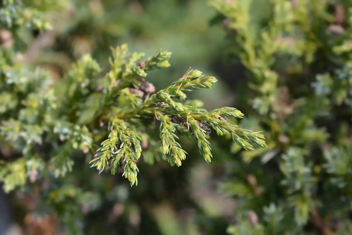 Una imagen horizontal de primer plano del follaje de un enebro chino (Juniperus chinensis) representado en un fondo de enfoque suave.