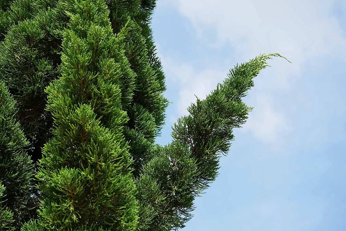 Una imagen horizontal de un enebro chino (Juniperus chinensis) que crece en el jardín fotografiado sobre un fondo de cielo azul.