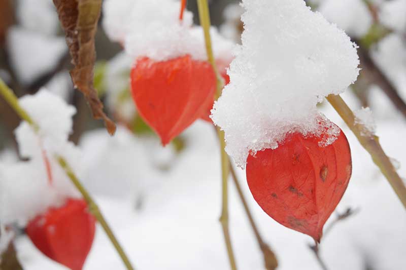 Una imagen horizontal de primer plano de frutos rojos brillantes de Alkekengi officinarum cubiertos de nieve.