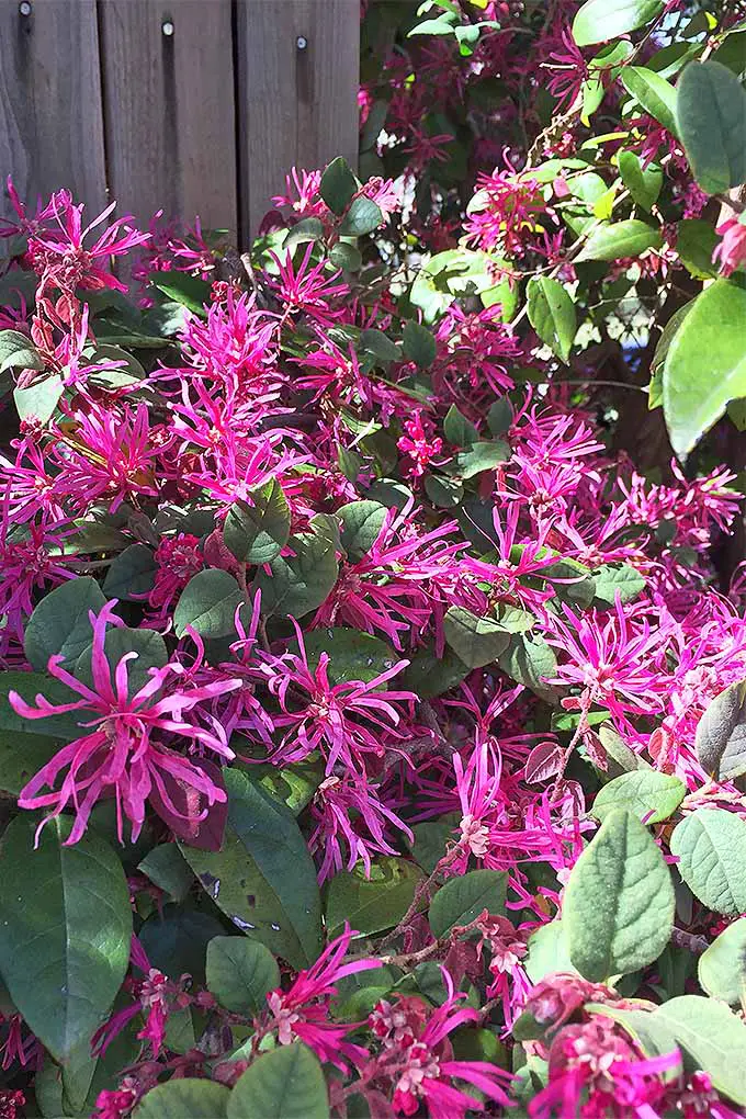 Las plantas de L. chinense están creciendo junto a una cerca con flores largas y angostas densamente agrupadas en una hermosa exhibición de color rosa.