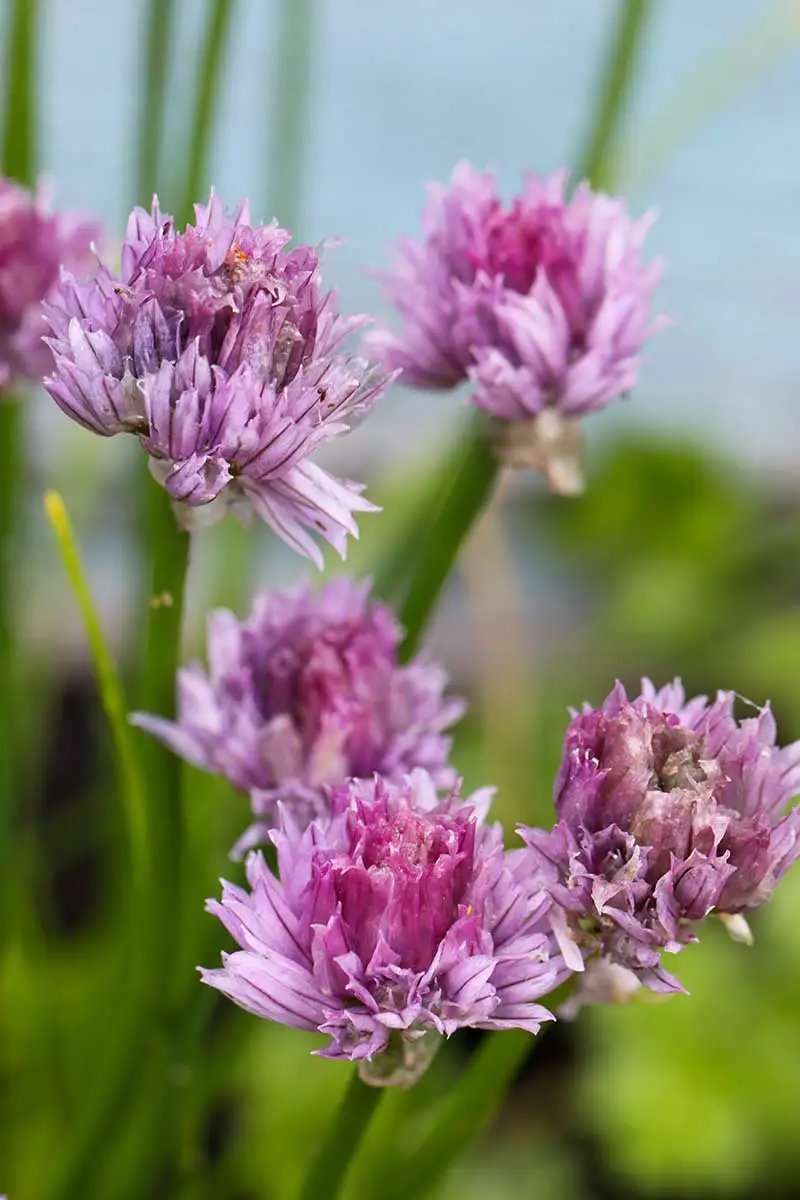 Una imagen vertical de flores de cebollino de color púrpura claro en un fondo de enfoque suave.