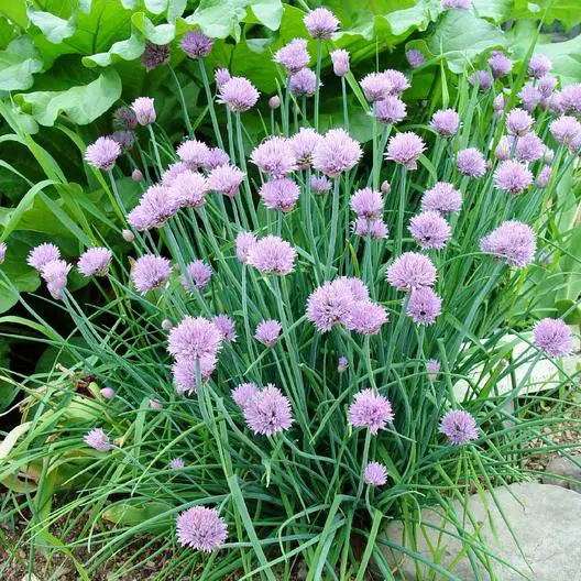 Un primer plano de un grupo de Allium schoenoprasum que crece en un borde de jardín con tallos de color verde brillante y flores de color púrpura claro.