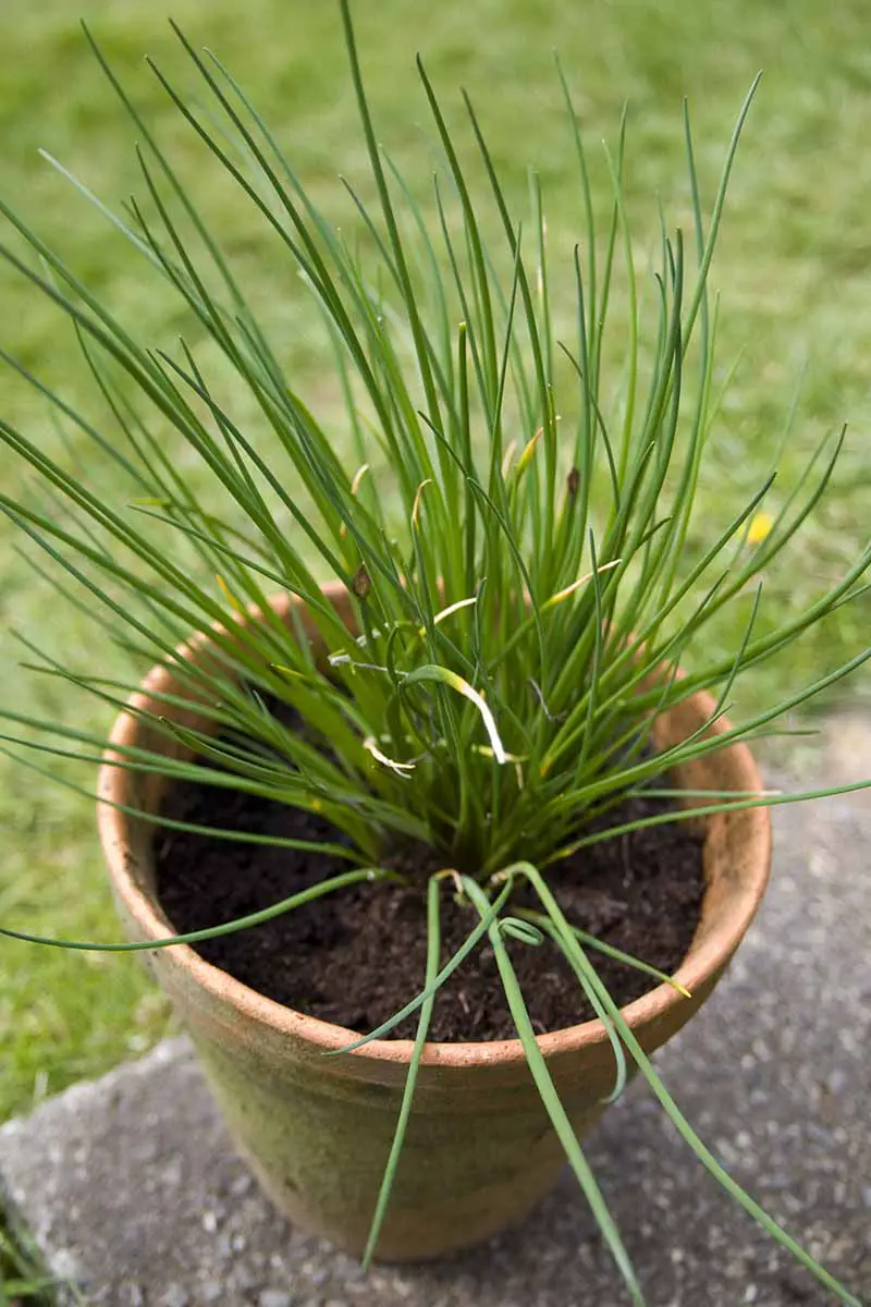 Una imagen vertical de una planta de cebollino que crece en una pequeña maceta de terracota sobre una superficie de hormigón con hierba en el fondo en un enfoque suave.