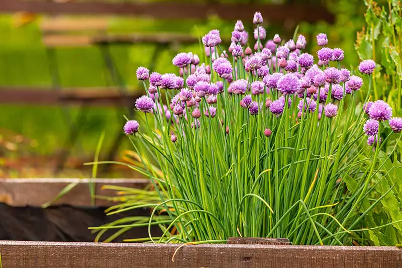 Un primer plano de Allium schoenoprasum creciendo en un recipiente de madera con flores de color púrpura y tallos verdes verticales.