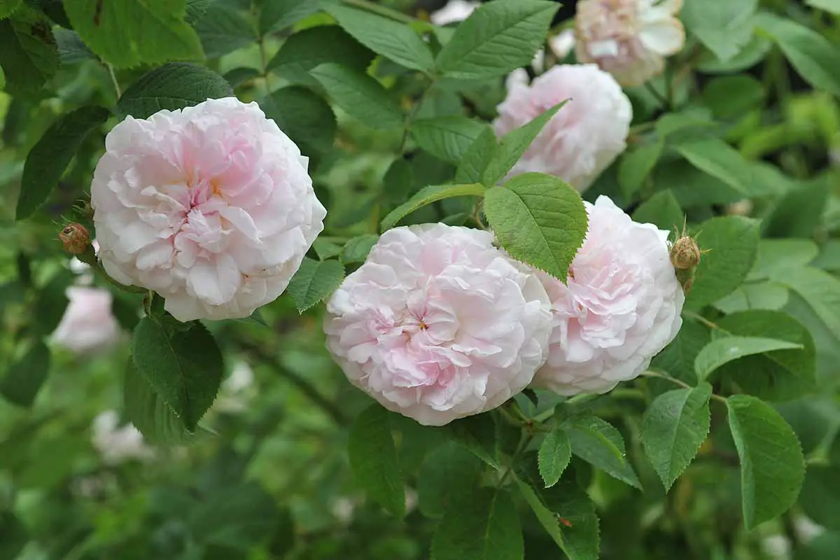 Una imagen horizontal de rosa claro Rosa 'Chloris' flores que crecen en el jardín.