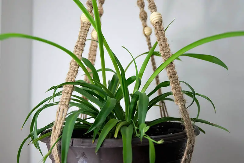 Una imagen horizontal de primer plano de una planta de interior verde que crece en una cesta colgante representada en un fondo de enfoque suave.