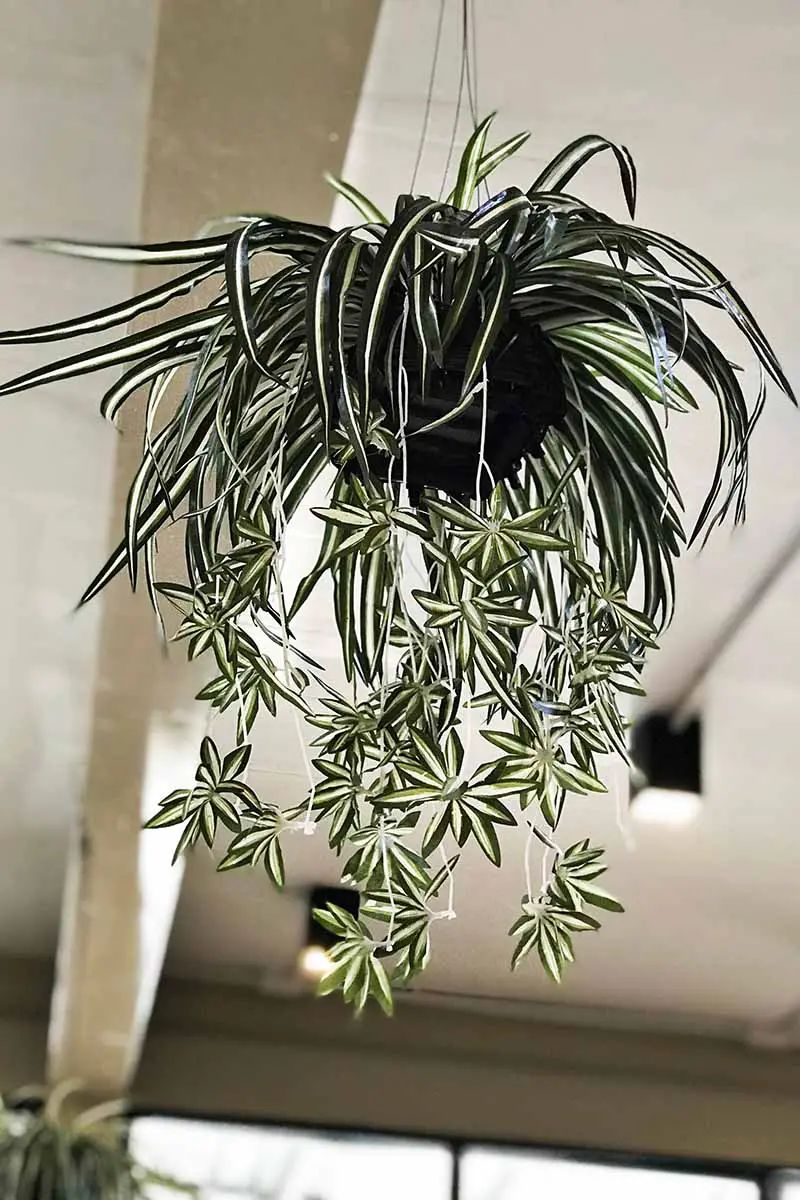 Una imagen vertical de cerca de una planta de Chlorophytum comosum que crece en una cesta colgante con numerosas compensaciones representadas en un fondo de enfoque suave.