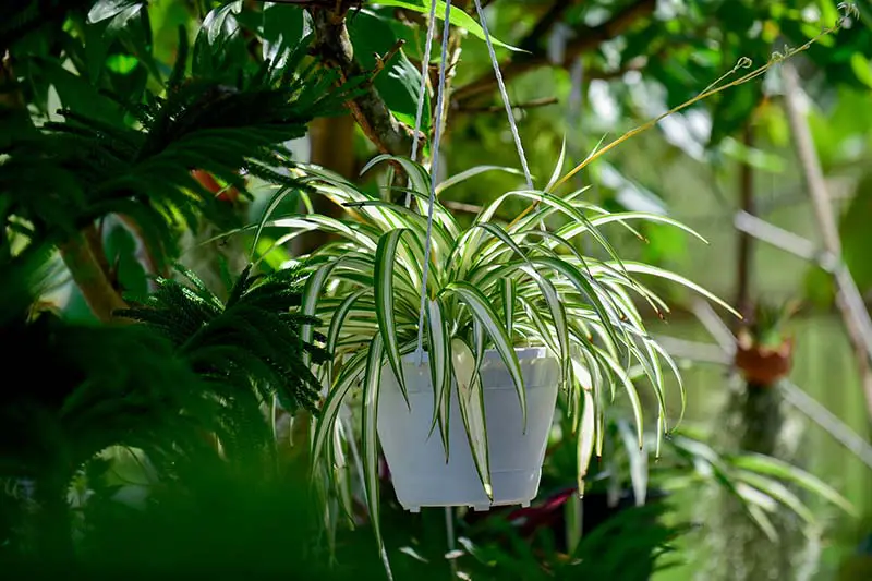 Una imagen horizontal de cerca de una planta de araña que crece en un pequeño recipiente blanco colgante con otro follaje en un enfoque suave en el fondo.