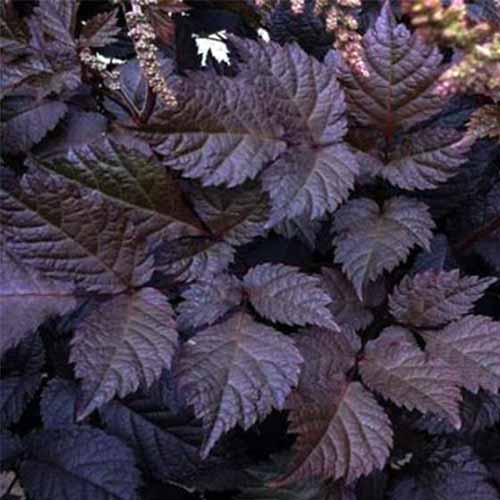 Una imagen cuadrada de primer plano del follaje púrpura oscuro de A. thunbergii 'Chocolate Shogun' que crece en el jardín.