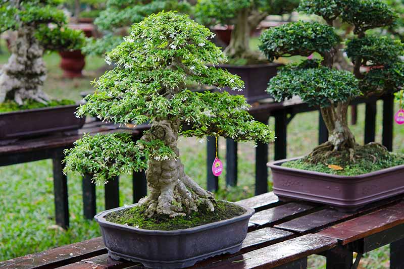 Una imagen horizontal de primer plano de dos estilos chokkan (verticales formales) de árboles bonsai colocados sobre una superficie de madera al aire libre.