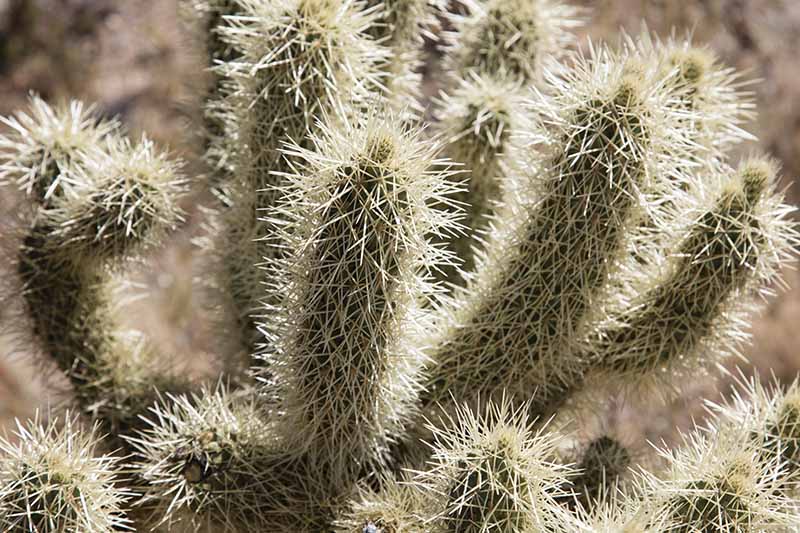 Un primer plano de las espinas de un cactus cholla saltando bajo el sol brillante.