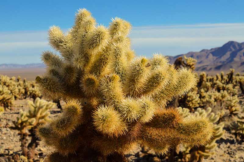 Un primer plano de un cactus cholla en el desierto a la luz del sol.