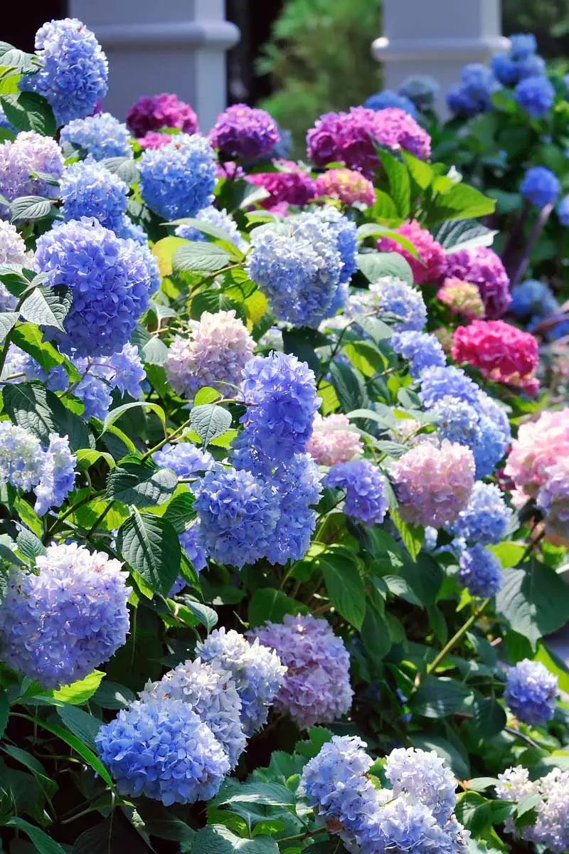 Una imagen vertical de primer plano de una colección de hortensias en flor con diferentes colores de flores, incluidos azul, púrpura, rosa y rojo.