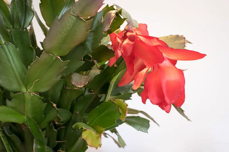 Una imagen horizontal de cerca de una planta de cactus de Navidad con flores rojas brillantes y pequeñas raíces adventicias que crecen entre los cladodios, representada en un fondo blanco.
