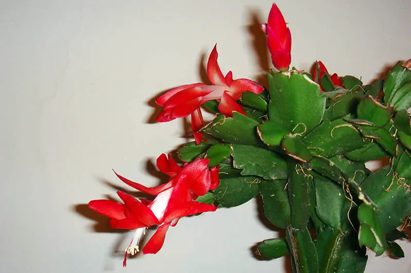 Una imagen horizontal de primer plano de una planta de cactus de Navidad con flores de color rojo brillante y pequeñas raíces parecidas a pelos que crecen entre los segmentos de hojas, representada en un fondo blanco.