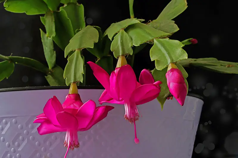 Una imagen horizontal de primer plano de un cactus de Navidad con flores de color rosa brillante y pequeñas raíces parecidas a pelos que crecen entre los segmentos de hojas, representada en un fondo de enfoque suave.