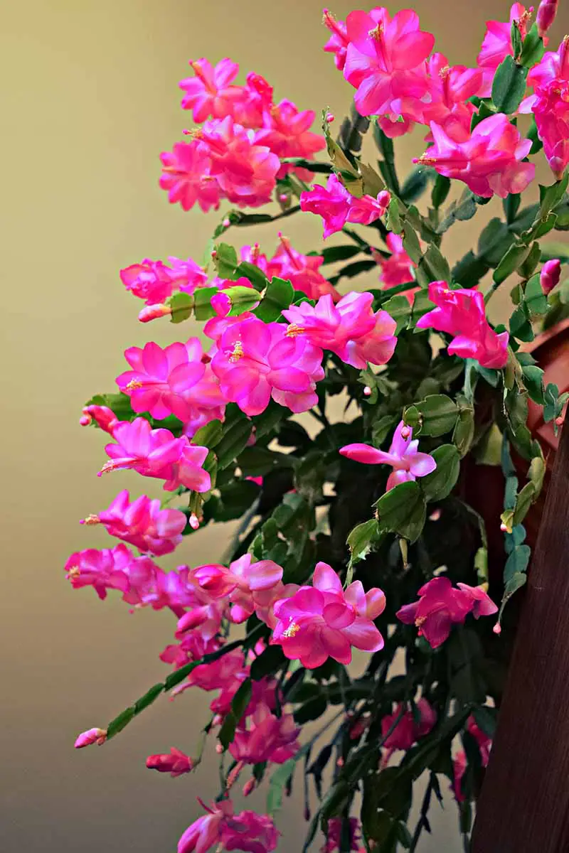 Una imagen vertical de primer plano de una gran planta de Schlumbergera con flores de color rosa brillante en cascada sobre el costado de una maceta, representada en un fondo de enfoque suave.