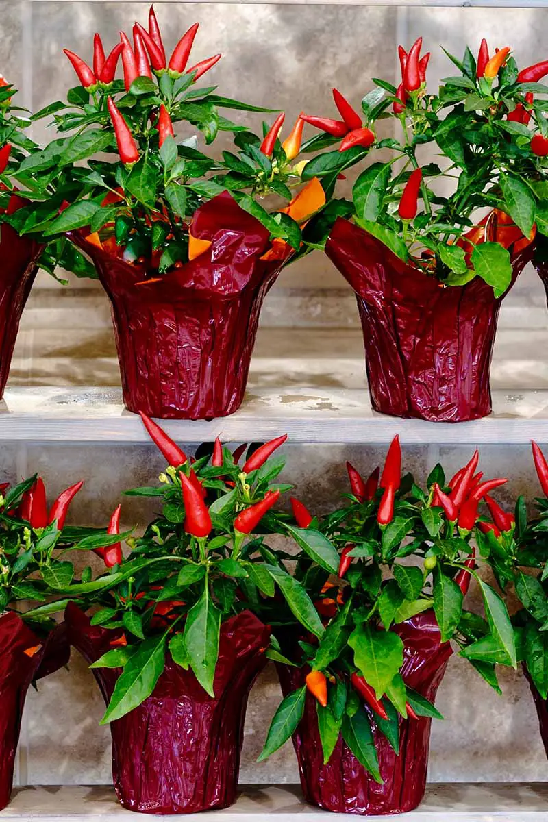 Una imagen vertical que muestra estantes que contienen plantas decorativas de pimiento en macetas envueltas en celofán rojo oscuro.  Las plantas están fructificando con chiles rojos y verticales que contrastan con las hojas de color verde oscuro.