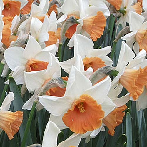 Una imagen cuadrada de primer plano de las flores blancas con centros anaranjados de los narcisos 'Chromacolor', que crecen en derivas en el jardín de primavera.