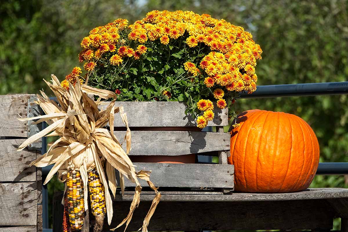 Una imagen horizontal de cerca de crisantemos, maíz y calabaza en una pantalla de otoño.