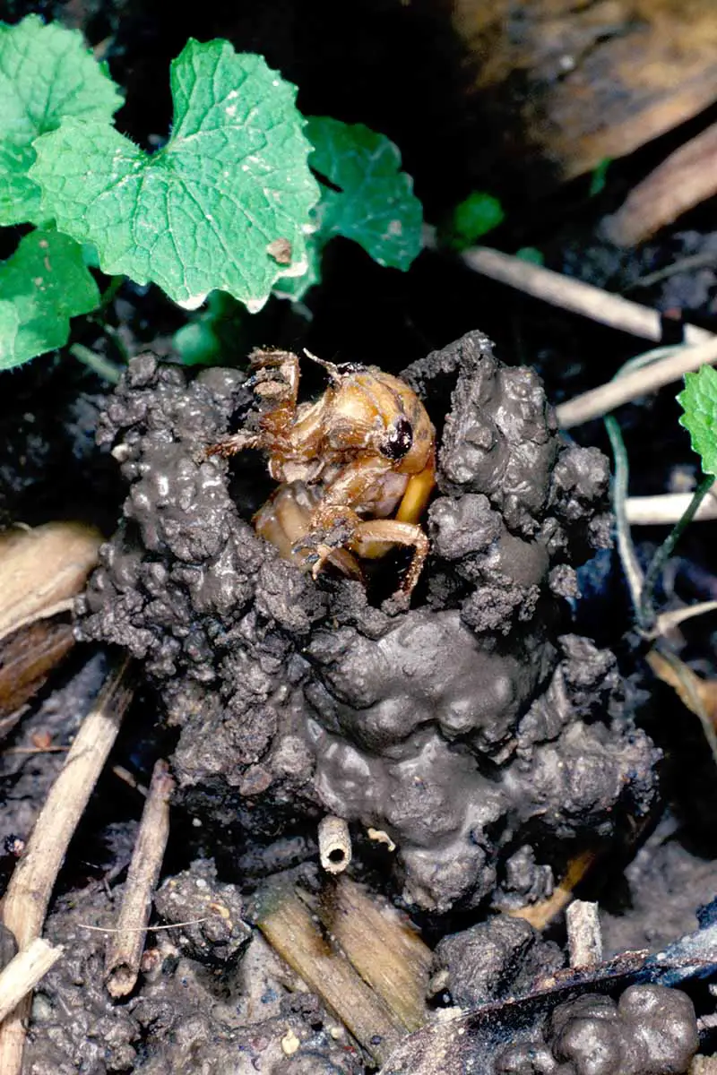 Una imagen vertical de cerca de una ninfa de cigarra que emerge de la torreta después de 17 años viviendo bajo tierra, representada en un fondo de enfoque suave.