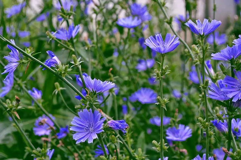 Una colección de flores azules brillantes de Cichorium intybus que crecen en el jardín de verano.