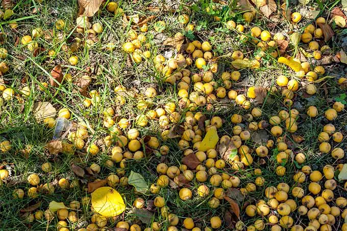 El suelo a la sombra de un árbol está sembrado de manzanas de sidra amarillas.  La fruta está densamente empacada entre la hierba y las hojas tienen algunas frutas más maduras que otras.