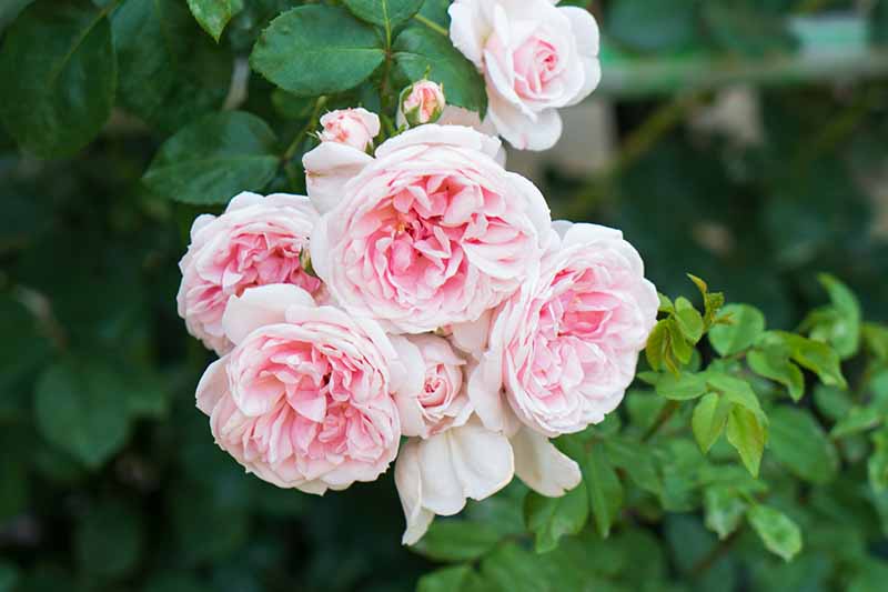 Una imagen horizontal de primer plano de rosas 'Cenicienta' de color rosa claro que crecen en el jardín representadas en un fondo de enfoque suave.