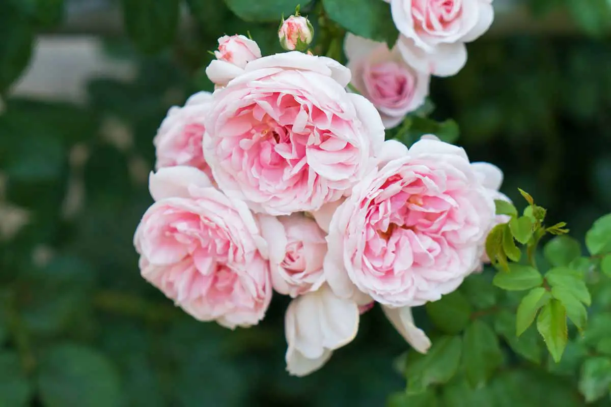 Una imagen horizontal de primer plano de las flores de Rosa 'Cenicienta' representada en un fondo de enfoque suave.