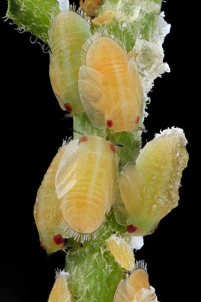Imagen vertical de primer plano de larvas de psílido amarillo de los cítricos en un tallo de planta verde, contra un fondo negro.