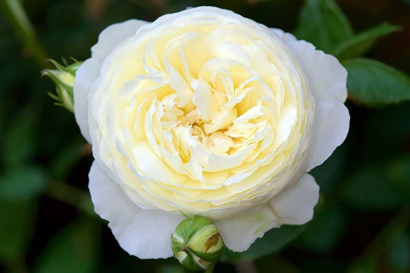 Una imagen horizontal de primer plano de una flor blanca amarilla 'Claire Austin' representada en un fondo de enfoque suave.