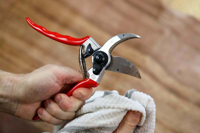 Una imagen horizontal de cerca de una mano sosteniendo un par de tijeras de podar y limpiándolas con un paño.