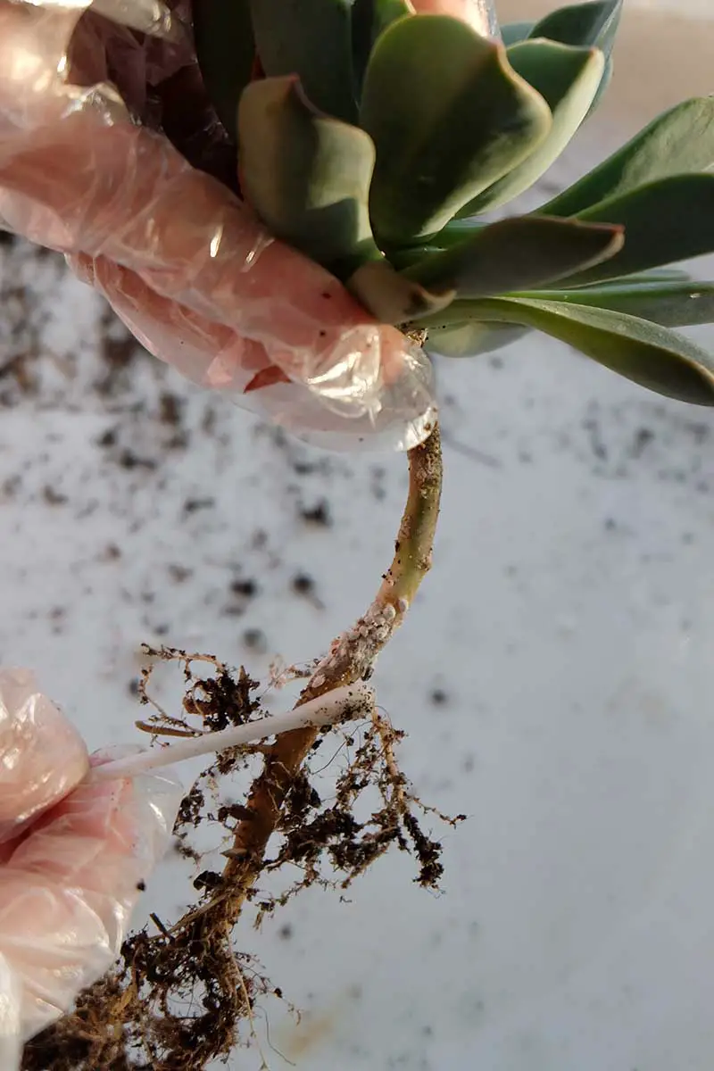 Una imagen vertical de cerca de un jardinero con guantes limpiando una raíz suculenta infectada con un bastoncillo de algodón.
