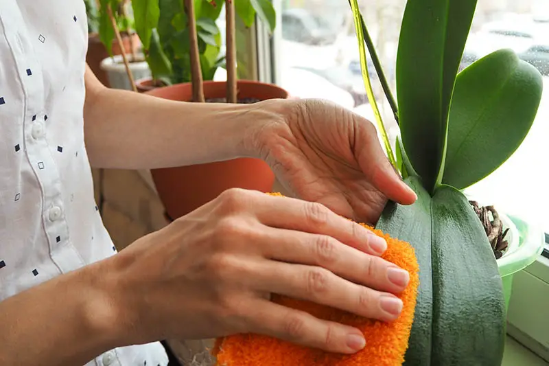 Una imagen horizontal de primer plano de dos manos desde la izquierda del marco limpiando el follaje de una planta de orquídeas que crece en un alféizar.