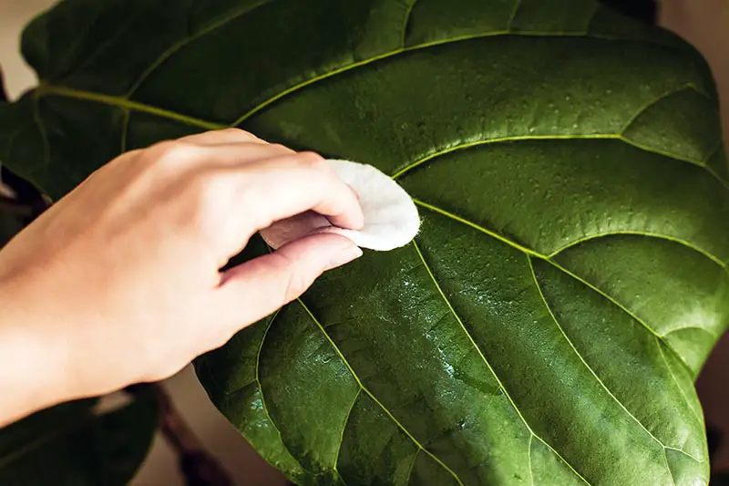 Una imagen horizontal de primer plano de una mano desde la izquierda del marco limpiando las hojas de una gran planta de interior.