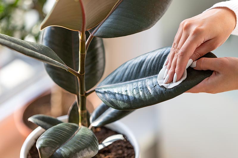 Una imagen horizontal de primer plano de una mano desde la derecha del marco usando una almohadilla de algodón para limpiar las hojas de un árbol de caucho que crece en una maceta en el interior.