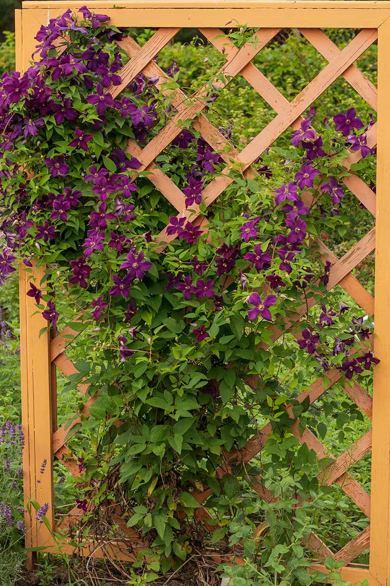 Una imagen vertical de cerca de una vid de clemátide que crece en un enrejado de madera en el jardín.