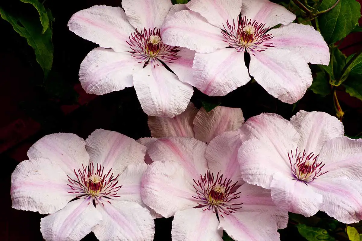Una imagen horizontal de primer plano de flores de clematis rosa claro 'Pink Fantasy' representadas en un fondo de enfoque suave.