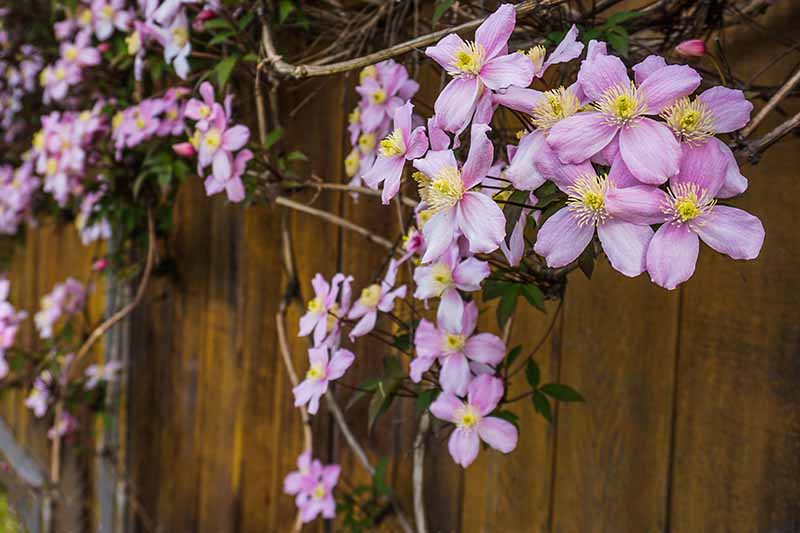Una imagen horizontal de primer plano de flores de clemátide rosa que crecen sobre una valla de madera.