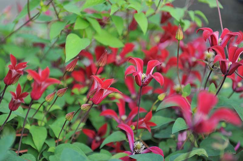 Una imagen horizontal de primer plano de las flores rojas brillantes de Clematis texensis que crecen en el jardín en un fondo de enfoque suave.