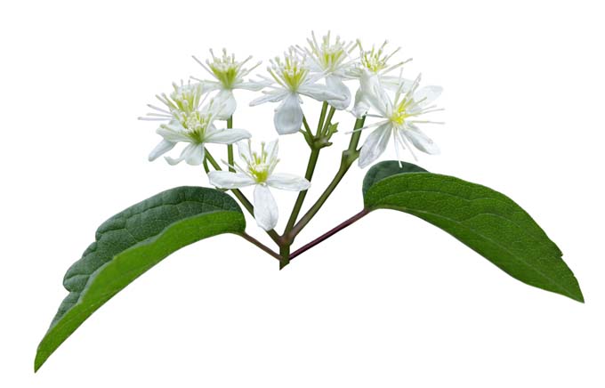 Clematis virginiana L, también conocida como glorieta de la virgen o agujas de zurcir del diablo, con flores blancas de cinco pétalos y hojas verdes.