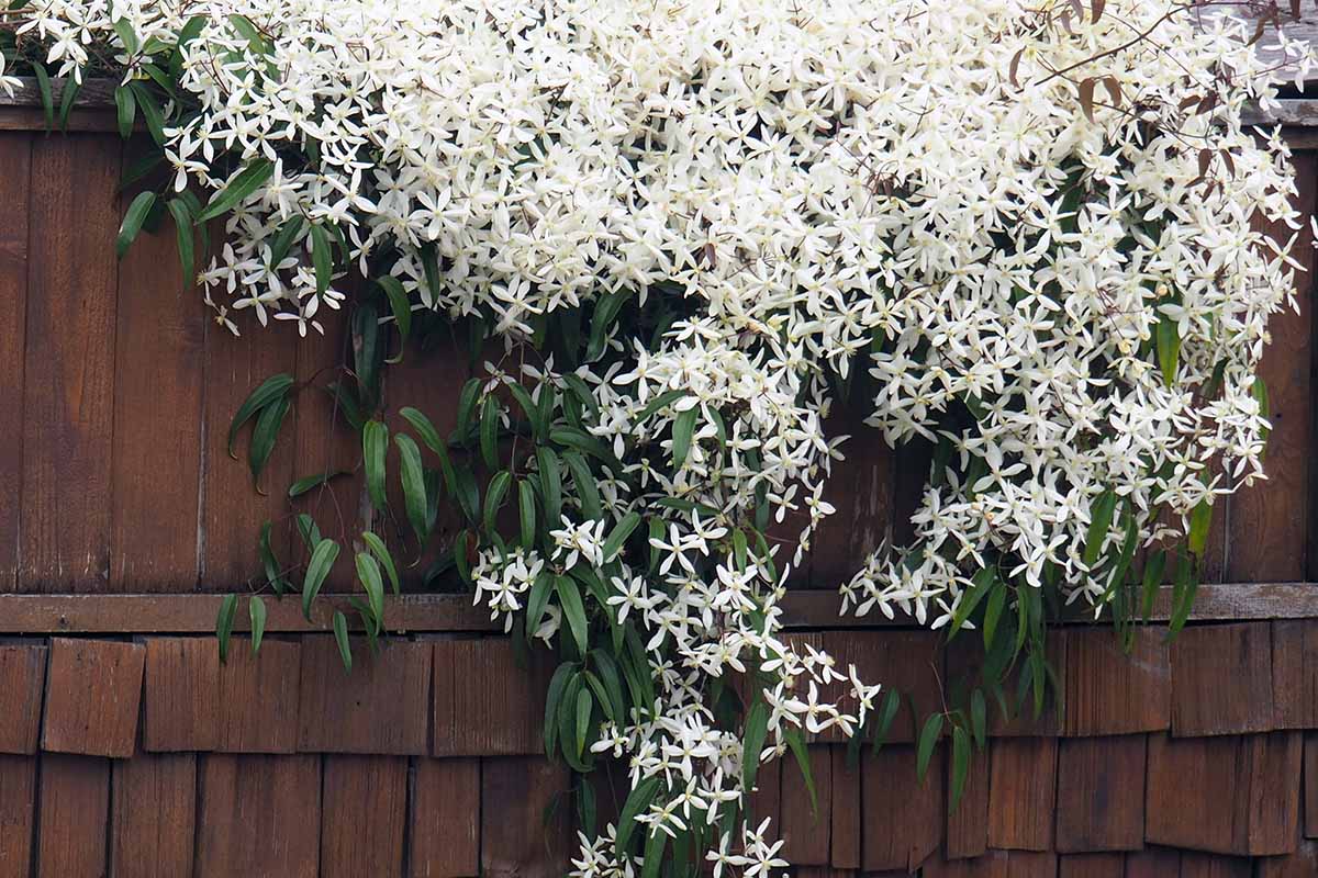 Una imagen horizontal de una vid de clematis que crece en una valla de madera con abundantes flores blancas.