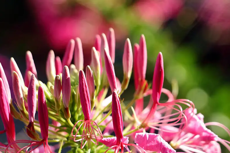 Un primer plano de las flores sin abrir de C. hassleriana fotografiadas bajo un sol brillante sobre un fondo de enfoque suave.