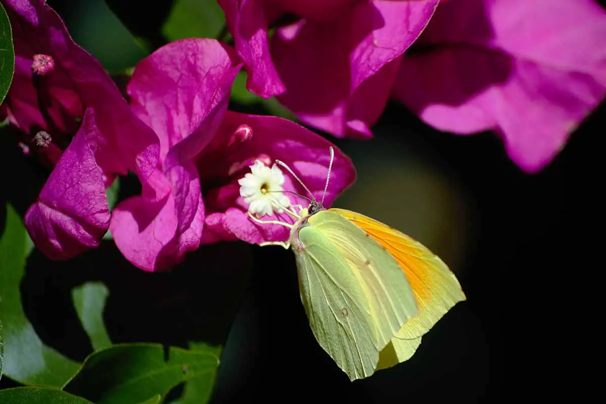 Una imagen horizontal de cerca de una mariposa alimentándose de una flor de buganvilla rosa representada en un sol brillante sobre un fondo oscuro.